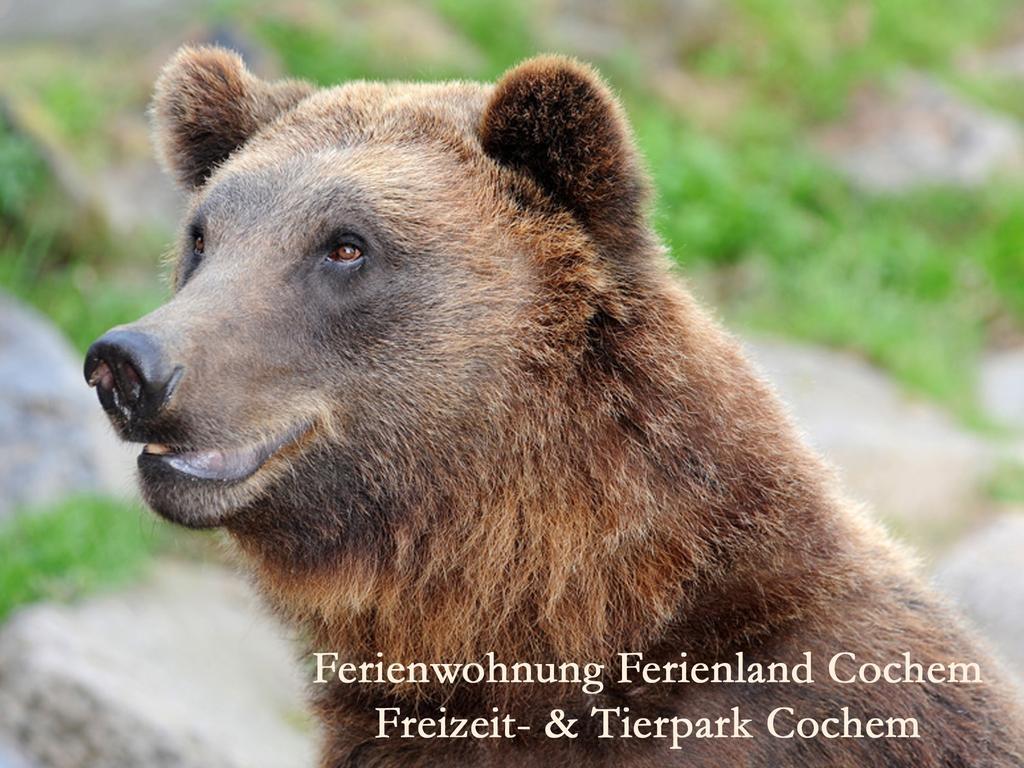 Ferienwohnungen Ferienland Cochem Bruttig-Fankel Ngoại thất bức ảnh